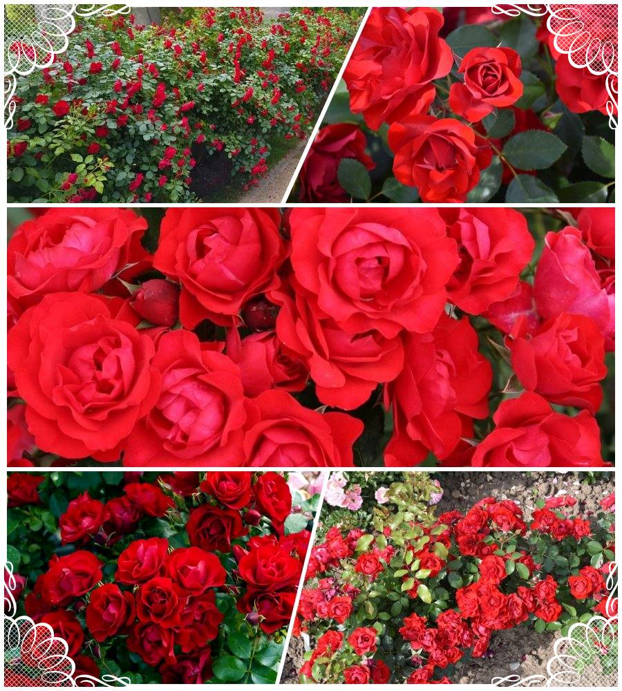 Black Forest Rose róże rabatowe